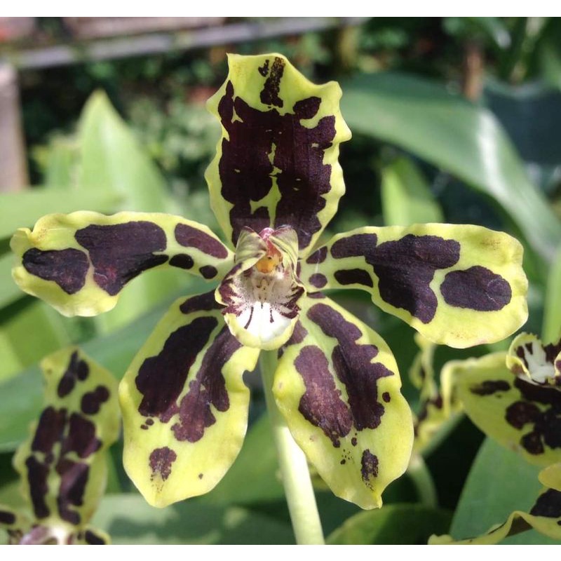 Grammatophyllum scriptum Papua/ anggrek macan Papua