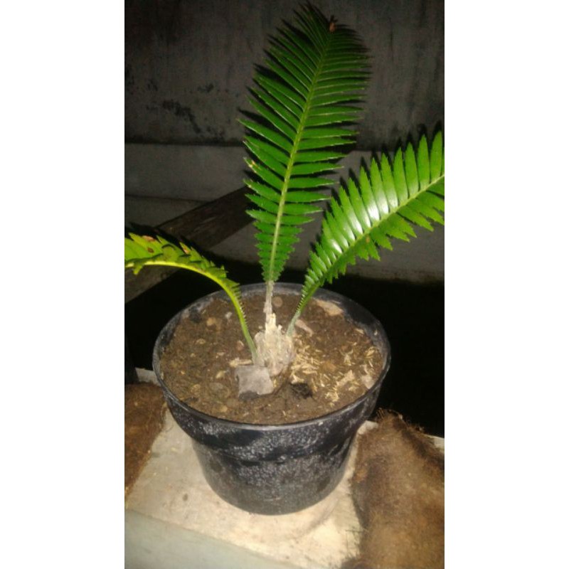 Encephalartos Dion Edul Blue Series