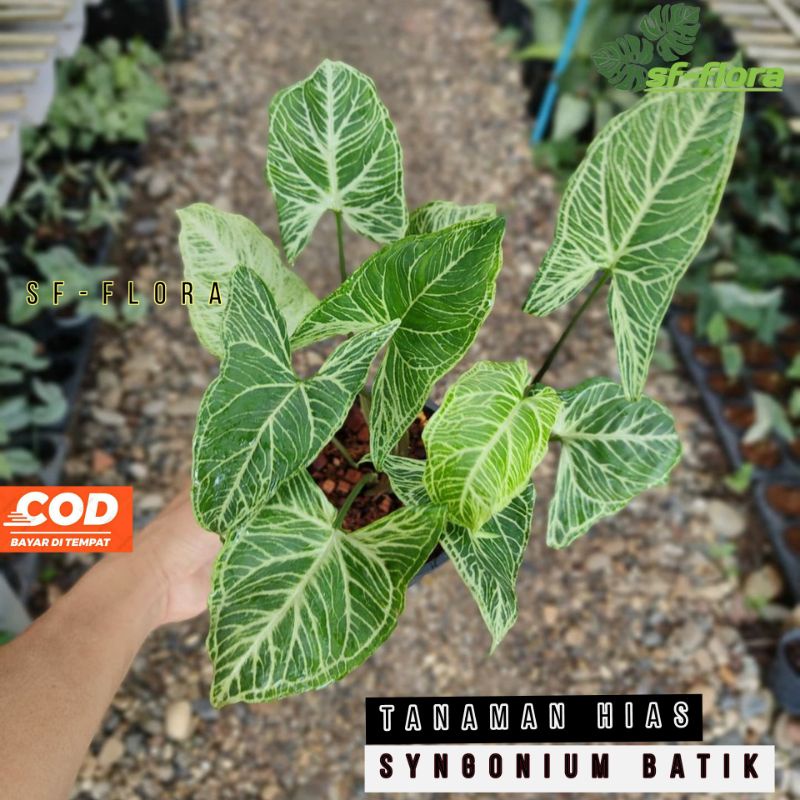 tanaman hias syngonium batik original no kw-kw