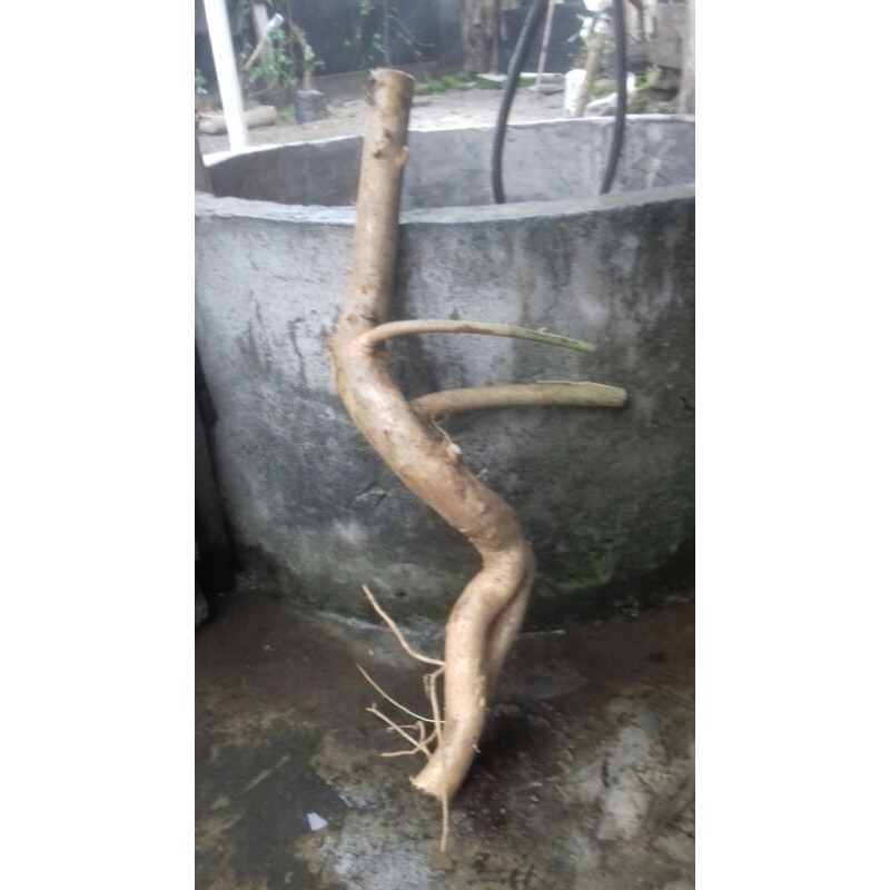 bahan bonsai waru lokal