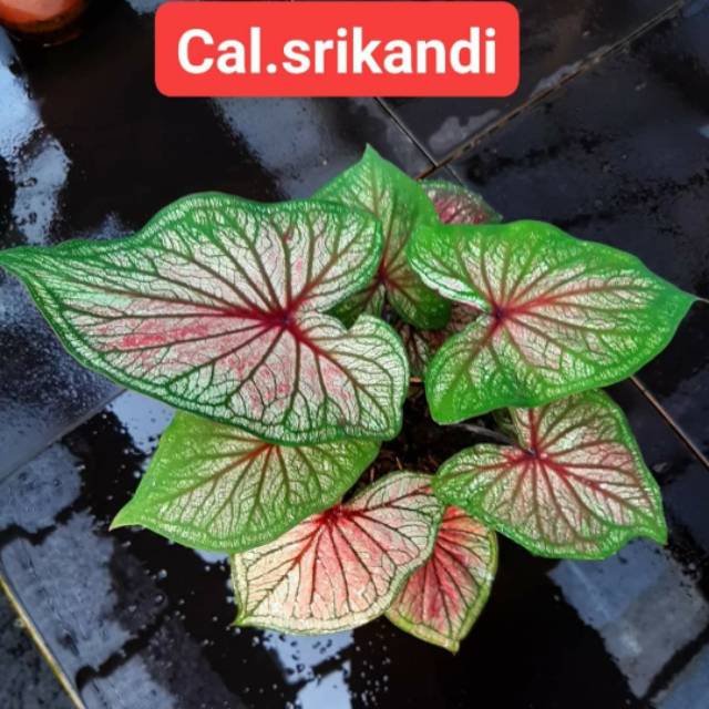 Tanaman Hias Caladium Keladi Hias Bibit Srikandi Caladium Srirejeki Shopee Indonesia