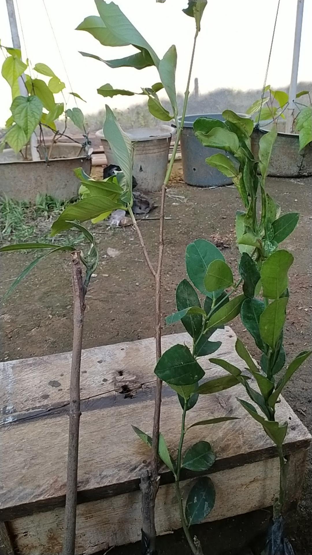 Bibit Jambu Air Madu Susu