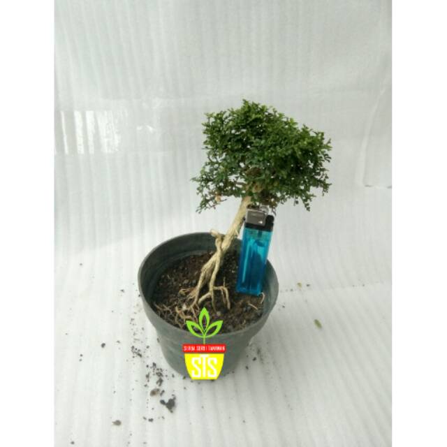 Bonsai kemuning super micro