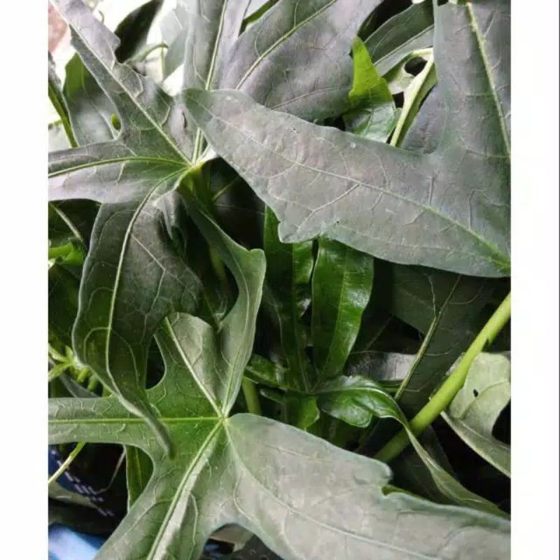 

Daun sedi segar per 500 gram