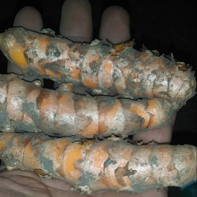 

kunyit segar super 250 gram