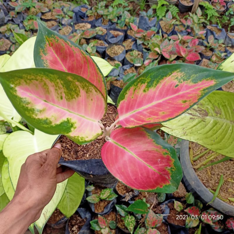 aglonema aglaonema super red kocin