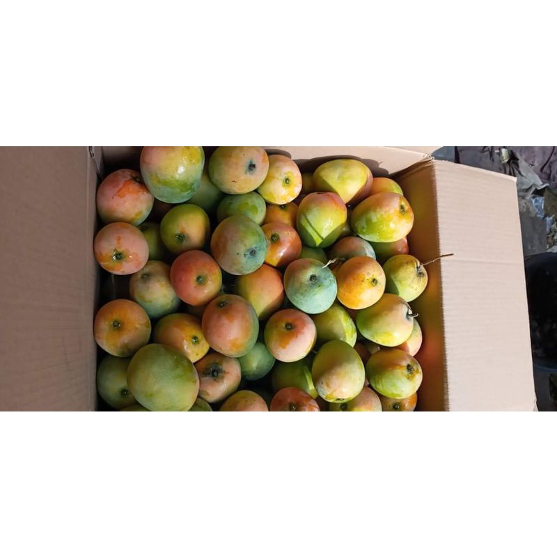 

Mangga Gedong Gincu