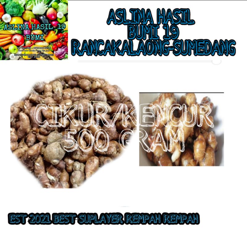 

KENCUR/CIKUR 500GRAM