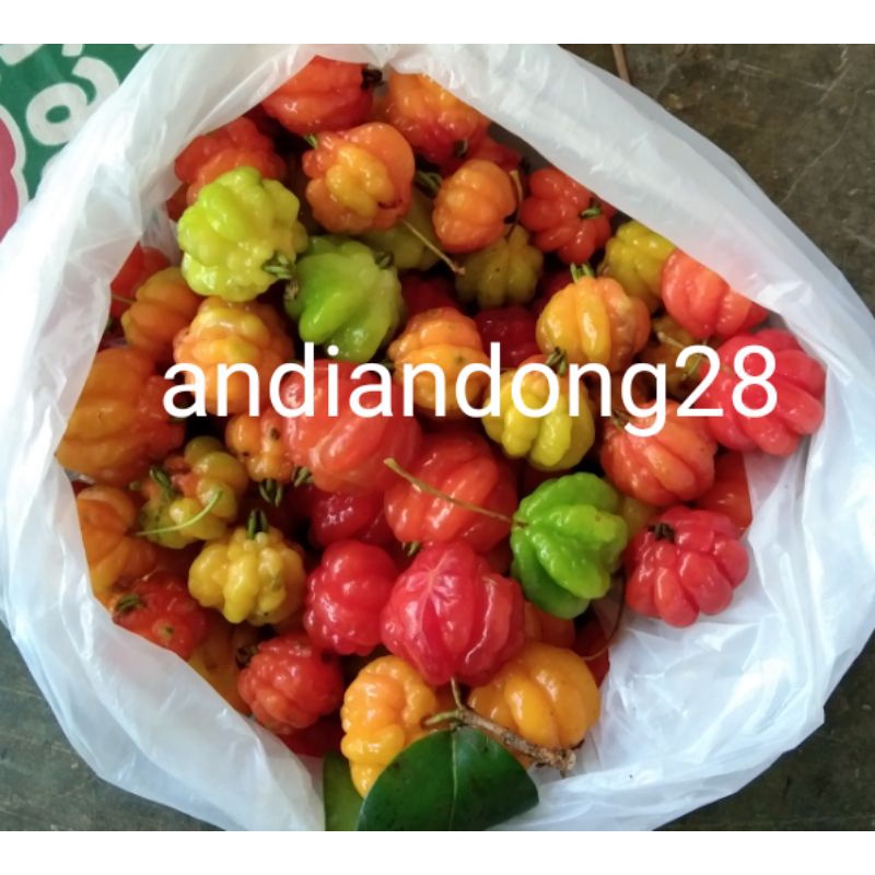 

buah dewa andaru500g
