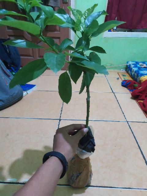 Bibit Buah Alpukat Mentega Kendil Jumbo Griya Bibit Tanaman