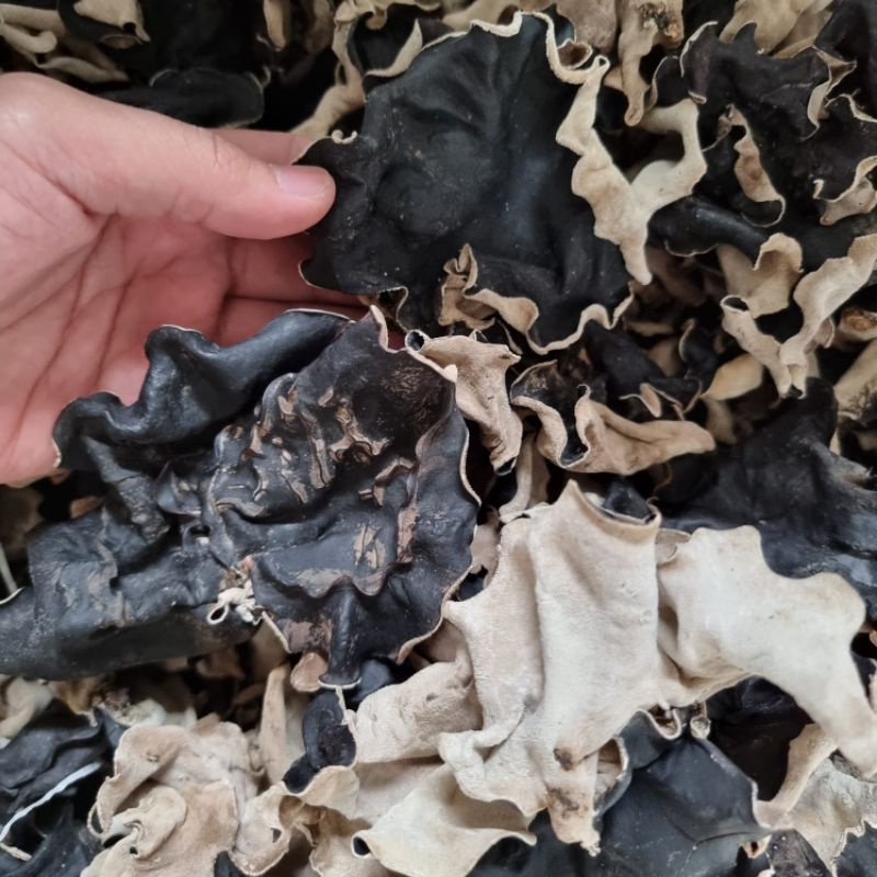 

Jamur Kuping Hitam Kering Grade A Ekspor - 1 Kilogram - Bambu Wangi