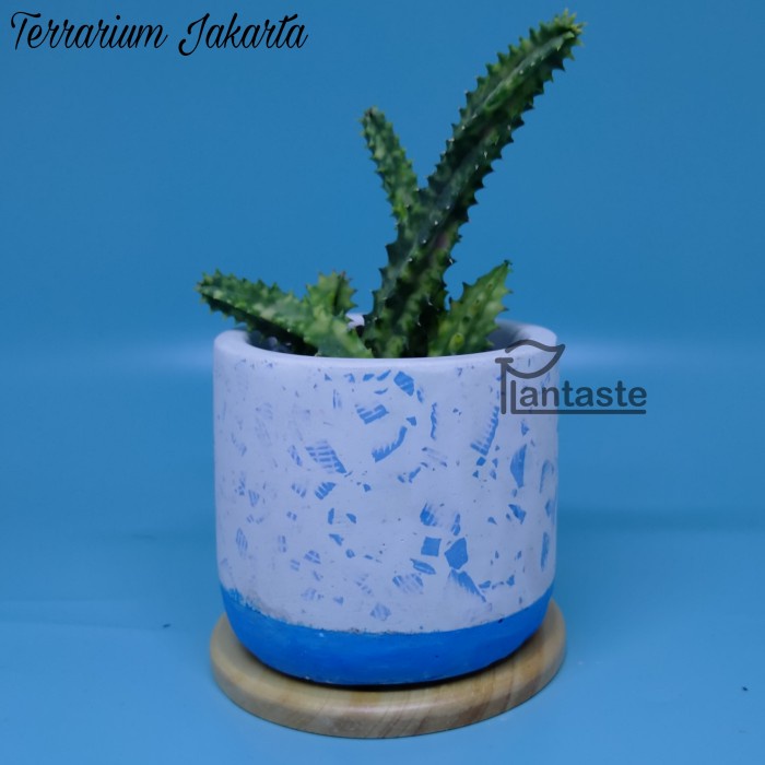 Pot Semen Terrazzo Motif Terrarium Jakarta pot sukulen - Biru