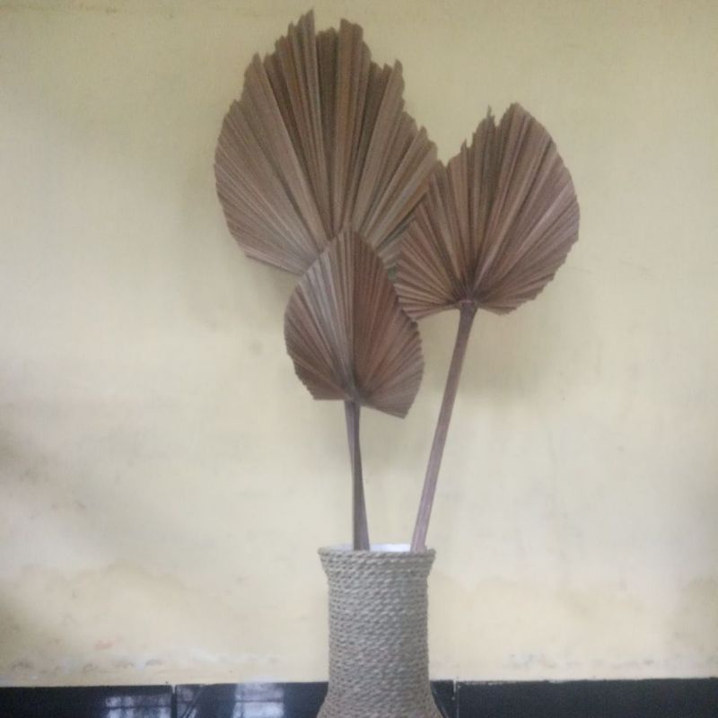 daun palem mini natural kering dekorasi rustik