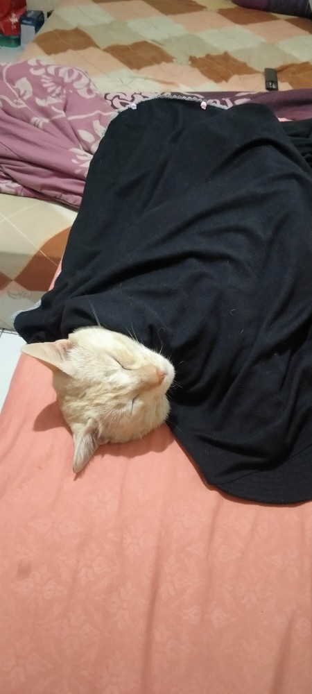 Mailtank Sh134 Wood Trimmer 6mm 1/4 Inchi Mesin Router Profil List Kayu Trimer Ruter Set