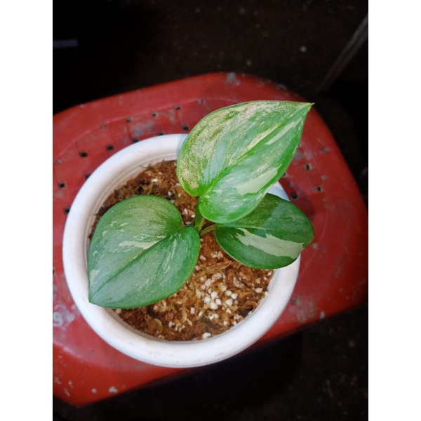 Scindapsus Treubii Moonlight Variegata