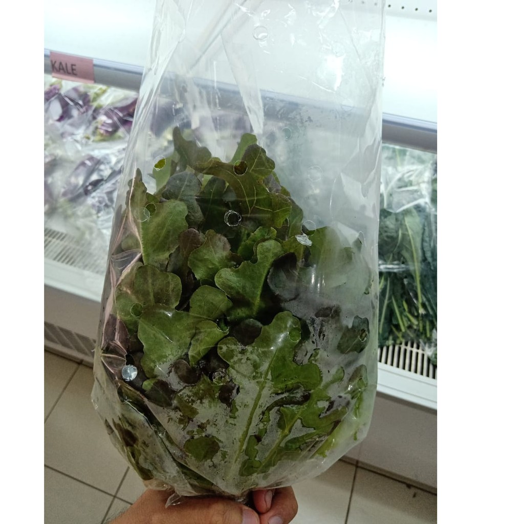 

Sayur Hidroponik Selada Red Oack (lettuce Red Oack); 250 gram, 2 Pax