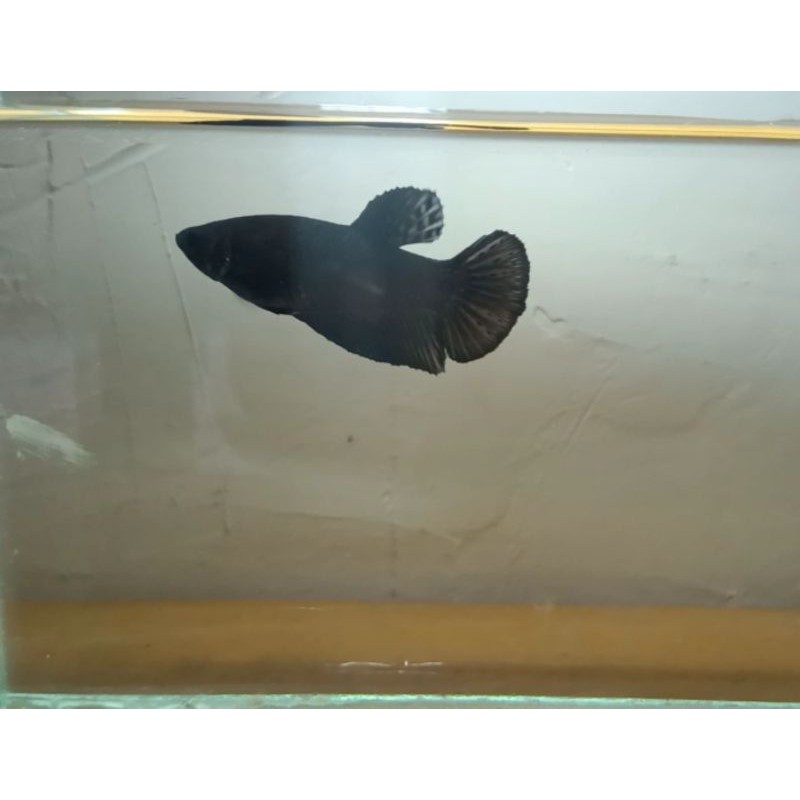 Cupang Female Super black