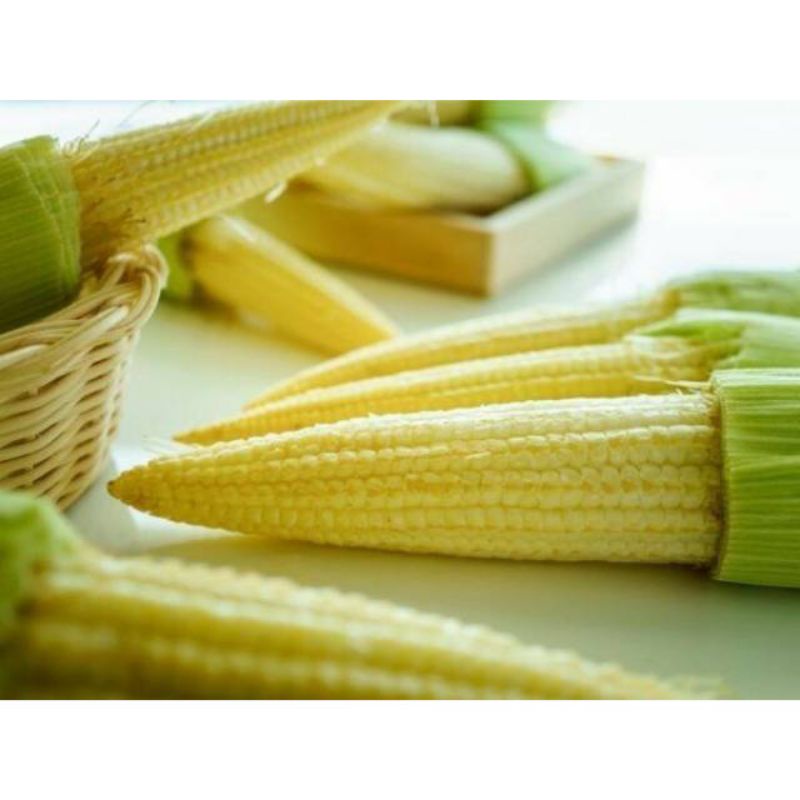 

Grosir Jagung Muda Segar 250 gram Acar Soleng Murah