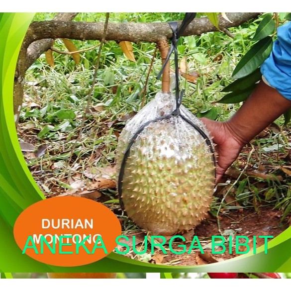 grosir bibit durian montong asli /tanaman durian super