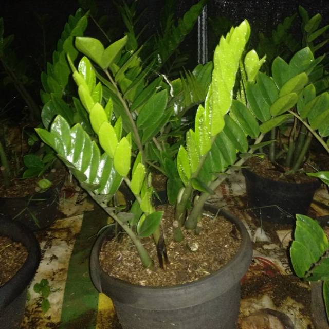 Tanaman Hias zamia culcas
