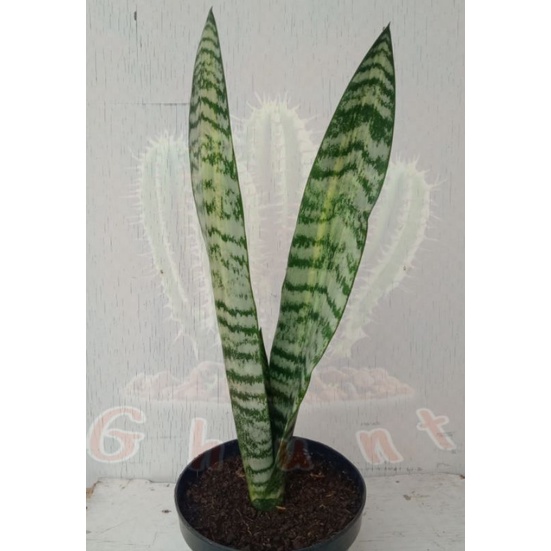 Sanseveria Wenger mediofikta