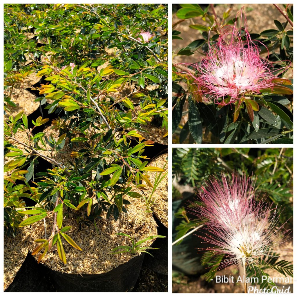 Tanaman Hias Bahan Bonsai Kaliandra Bunga Pink