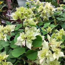 Bibit Tanaman Hias Bunga Kertas Bougenville Cherry Blossom Hawai Kuning