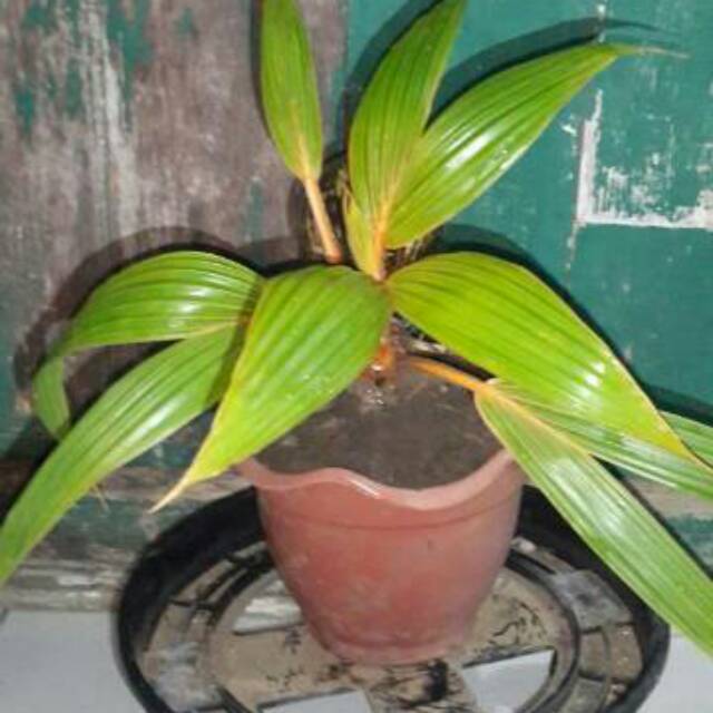 Bonsai kelapa minion