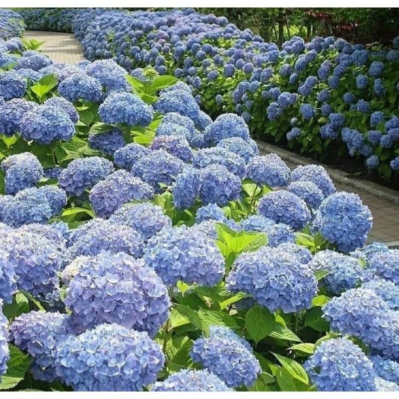 DIARY PETANI - Bibit Bunga Hortensia atau Panca Warna Biru