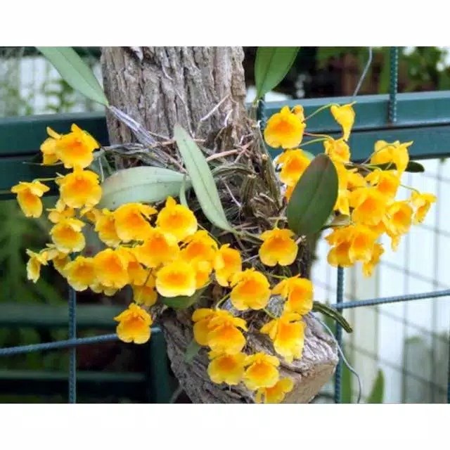 Anggrek dewasa - Angrek dendrobium Agregatum