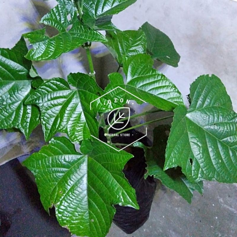 

Daun Bunga Pagoda Senggugu Tumbak Raja Segar 250gr