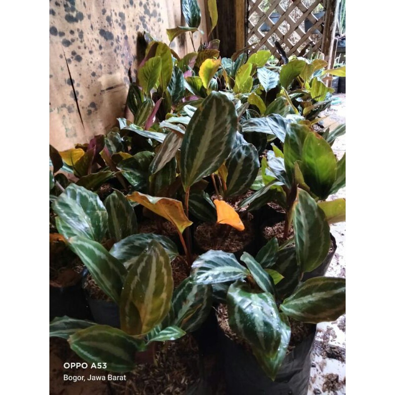 tanaman hias calathea silver black