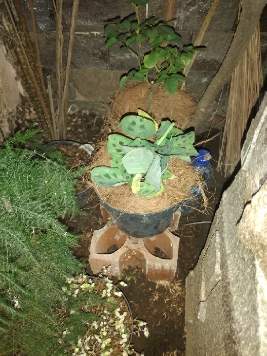 Tanaman Rosemary ( Dapat Di Kosumsi )