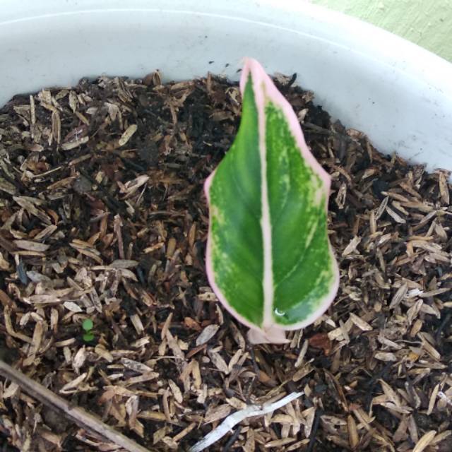 Aglaonema lotus delight
