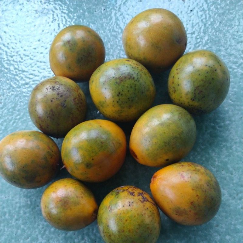 

Buah campoleh manis
