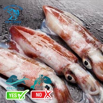 

Cumi Kondom Segar Berkualitas - 1 Kilogram