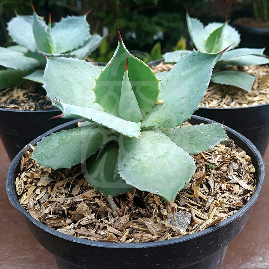 Agave Potatorum