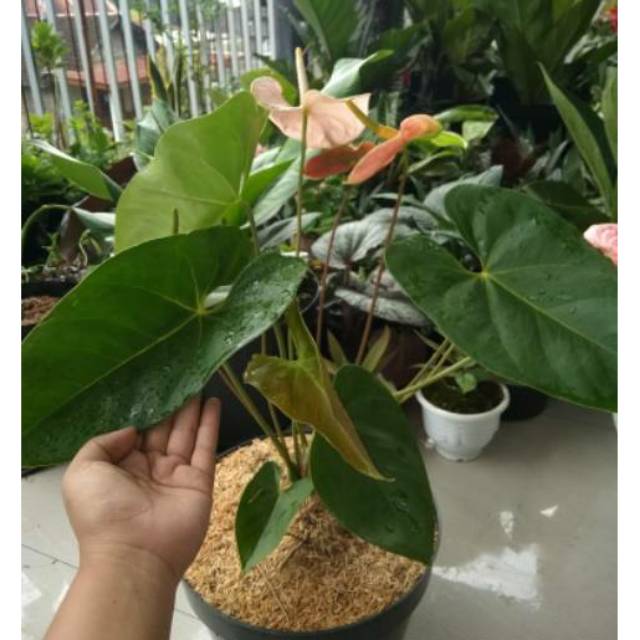 tanaman hias anthurium presiden