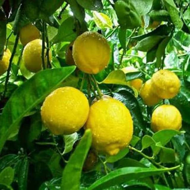 Tanaman Jeruk Lemon Jumbo / Pohon Lemon Jumbo / Bibit Jeruk Lemon Jumbo