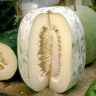 

Buah Kundur Fresh Berkualitas