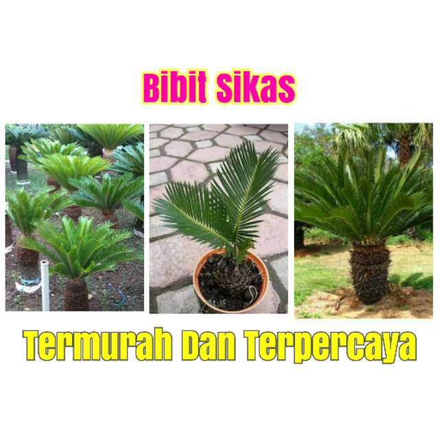 Bibit palem sikas (Tanaman hias) cocok untuk taman