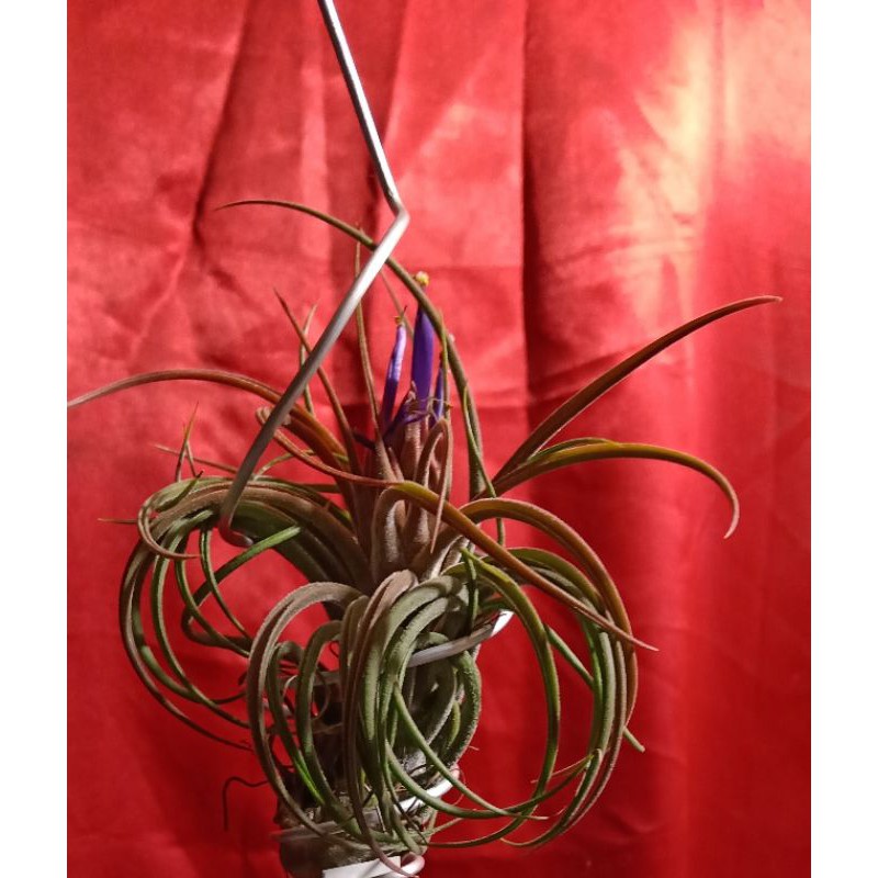 Tanaman Hias Tillandsia pruinosa sling cocktail Good Quality Airplant Tanaman Hias Indoor Unik Plant