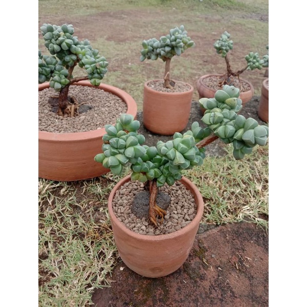 Bonsai Sukulen Corpuscularia Lehmanni | Pohon Pohonan Lithops | Lithops