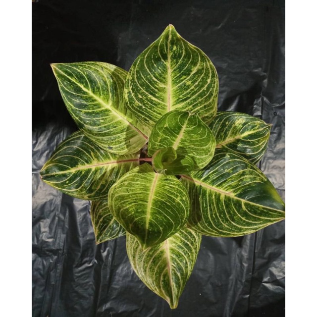 Bonggol aglonema Esmeralda