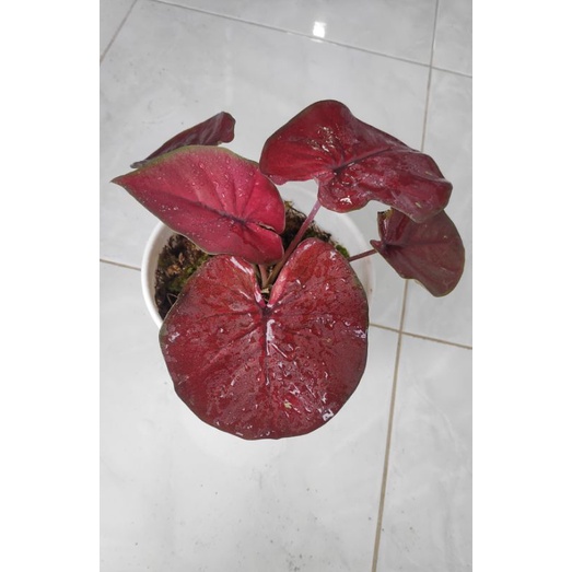 CALADIUM HYBRID RED DEVIL RARE ITEM THAI SERIES