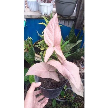 TANAMAN HIAS SYNGONIUM PINK - TANAMAN HIAS HIDUP INDOOR