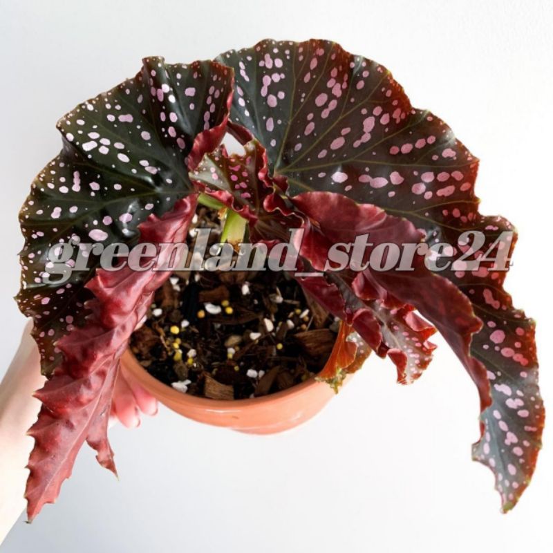 begonia maculata mocca - begonia moccadot - begonia mocca polkadot - begonia mocca - begonia