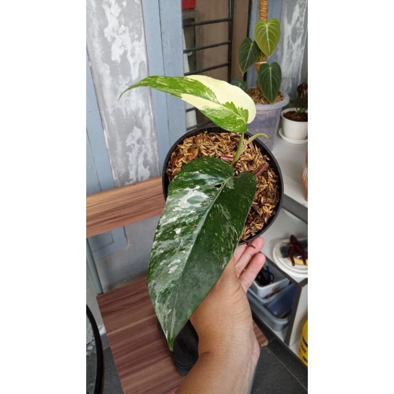 epipremnum pinatum varigata