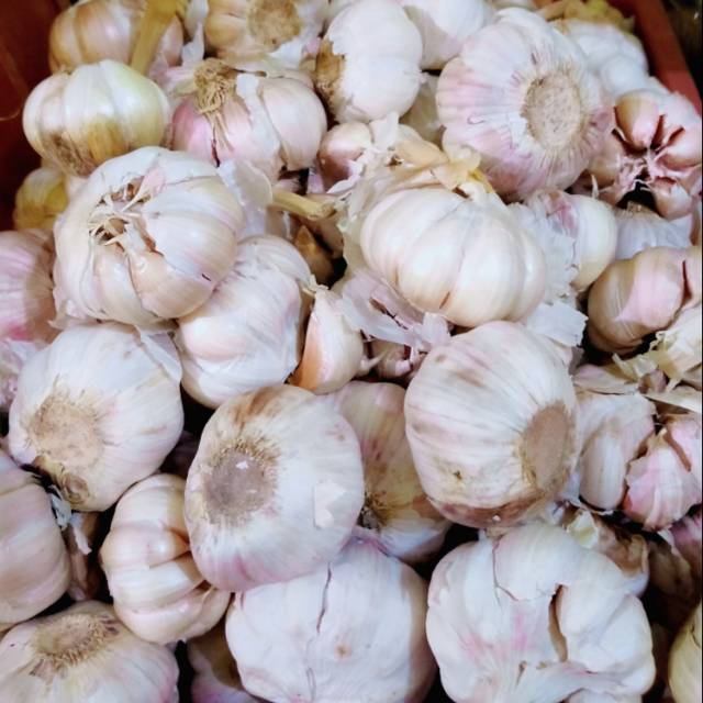 

Bawang putih kating 1 kg