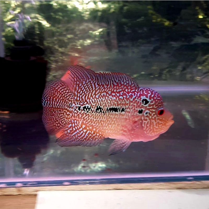 louhan cencu/ikan louhan cencu 5cm kualitas bagus Beli 5 gratis 1